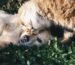 white dog and gray cat hugging each other on grass